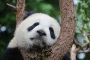 娱乐吃瓜熊猫视频下载,娱乐瞬间尽收眼底